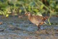 The_brown-cheeked_rail_or_eastern_water_rail